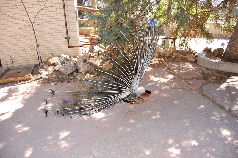 William-2010_04_28 071