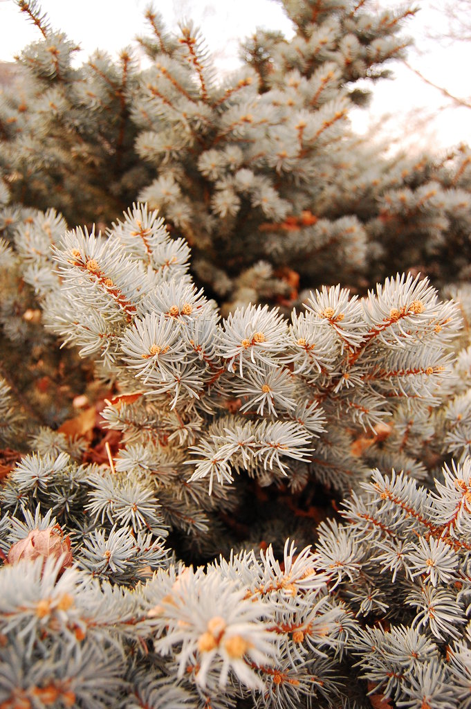 Silly_2010_11_20 016.jpg