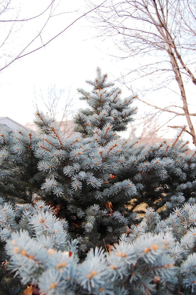 Silly_2010_11_20 017.jpg