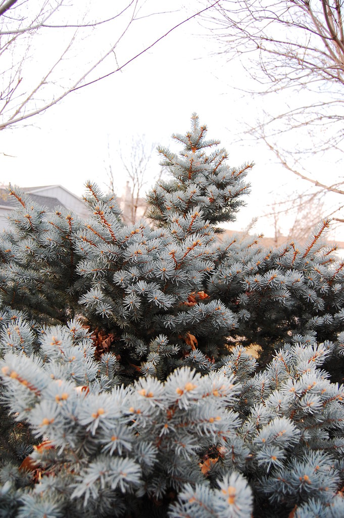 Silly_2010_11_20 018.jpg