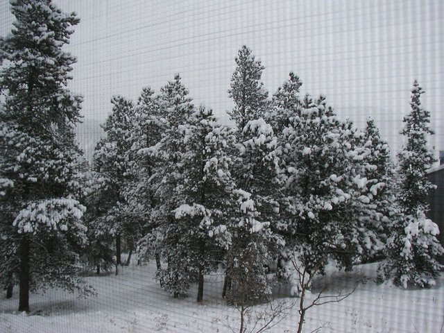 Thanksgiving_2004 021.jpg