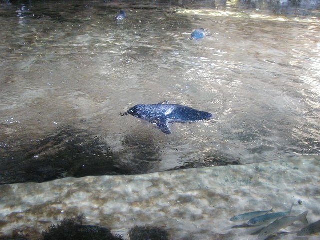 Australia2006 085.jpg