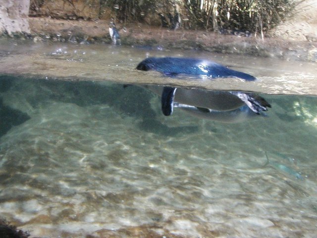 Australia2006 086.jpg