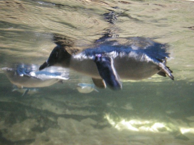 Australia2006 089.jpg