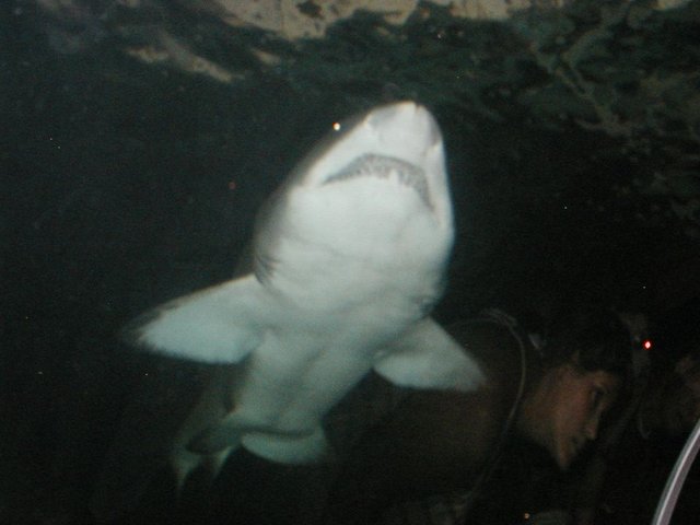 Australia2006 091.jpg