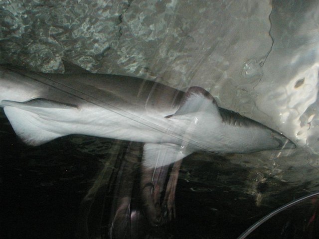 Australia2006 093.jpg