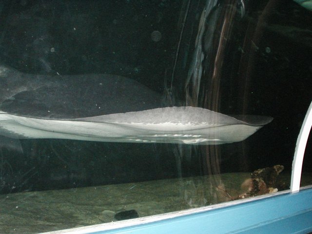 Australia2006 094.jpg