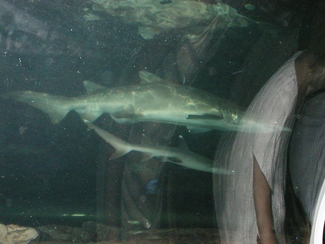 Australia2006 096.jpg