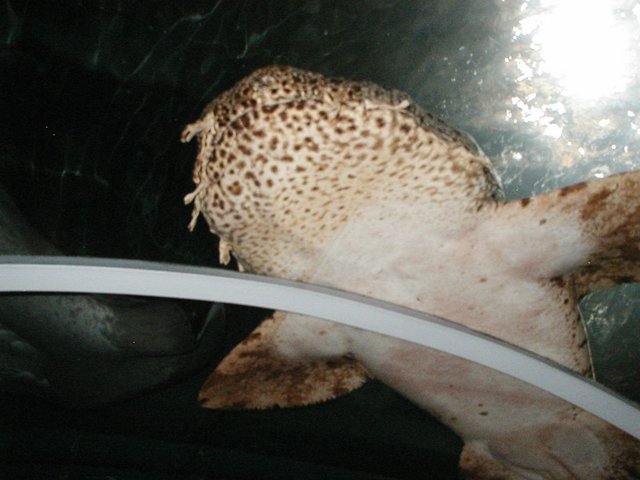 Australia2006 098.jpg