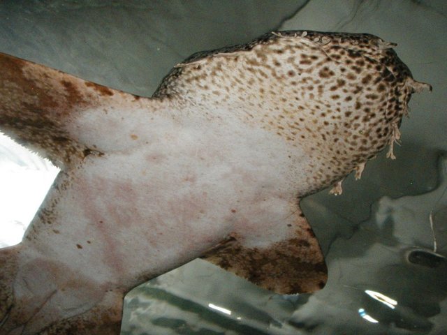 Australia2006 099.jpg