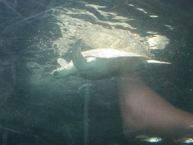 Australia2006 100.jpg