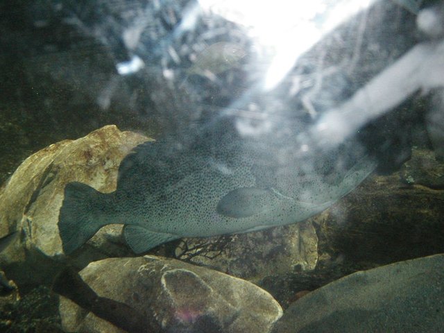 Australia2006 101.jpg