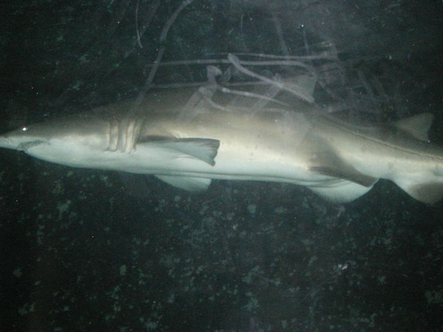 Australia2006 105.jpg