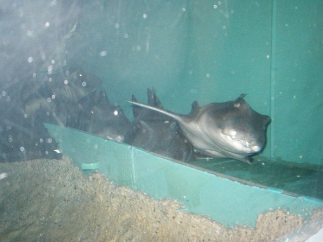 Australia2006 106.jpg