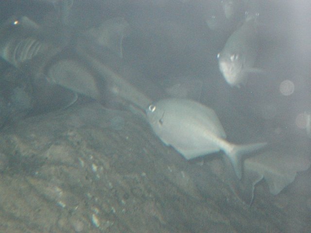 Australia2006 107.jpg