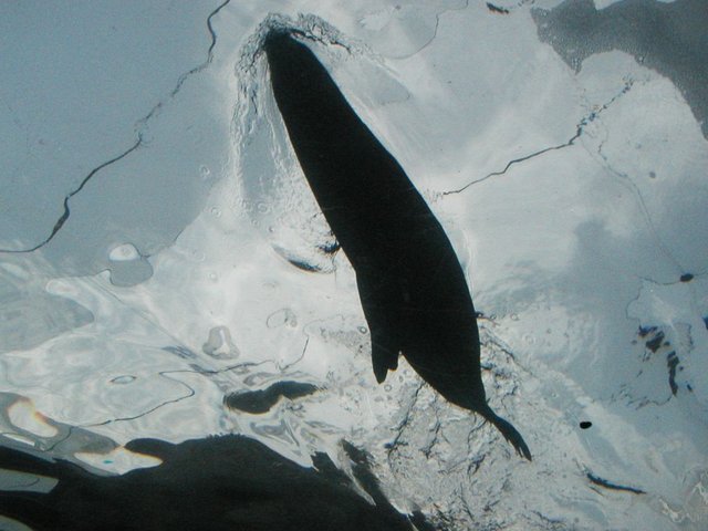 Australia2006 111.jpg