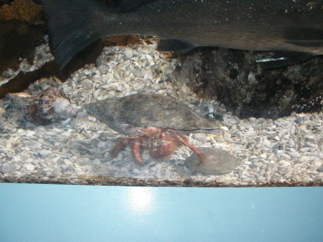 Australia2006 113.jpg